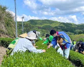 朝宮お茶摘み　激励